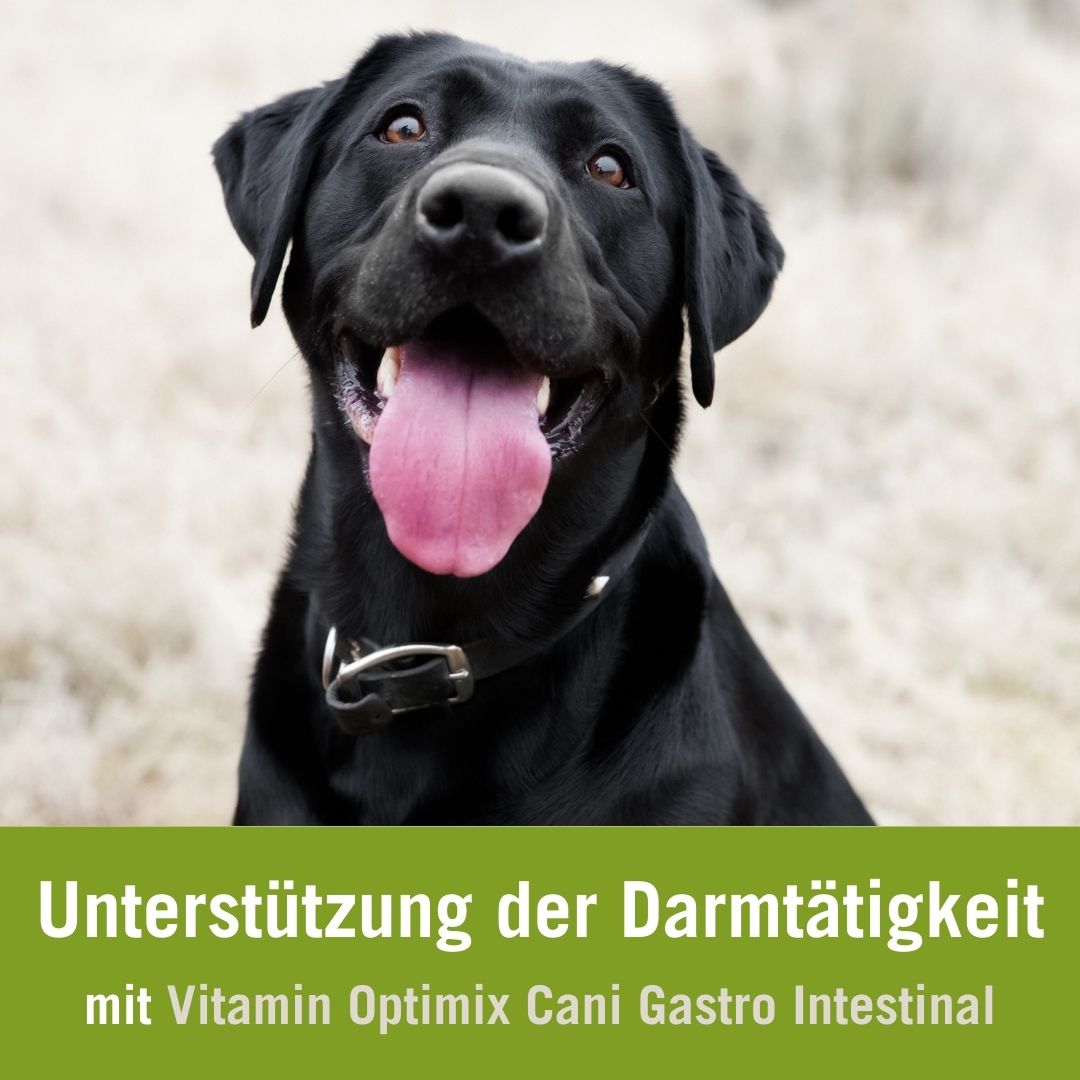 Unterstützung der Darmtätigkeit mit Vitamin Cani Gastro intestinal