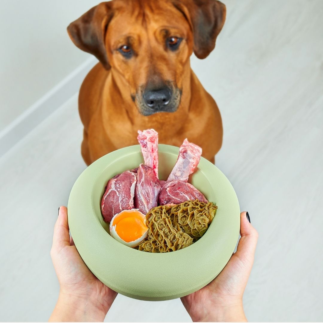 Wissenswertes zum Barfen | Hund starrt auf Napf mit Fleisch, Eier und Innereien