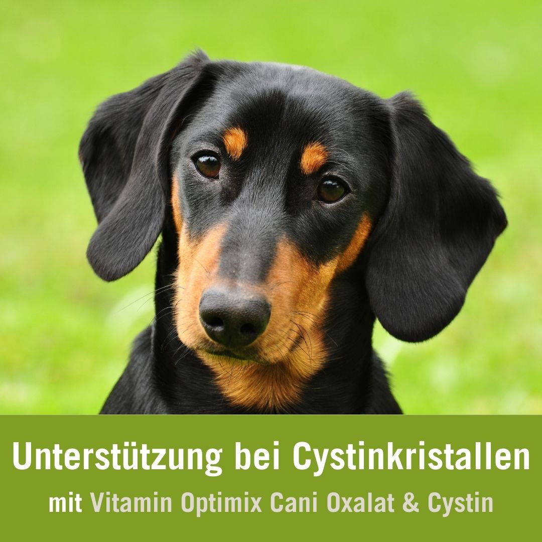 Hunde füttern bei Cystinkristallen mit dem Vitamin Optimix Cani Oxalat & Cystin| Dackel auf Wiese