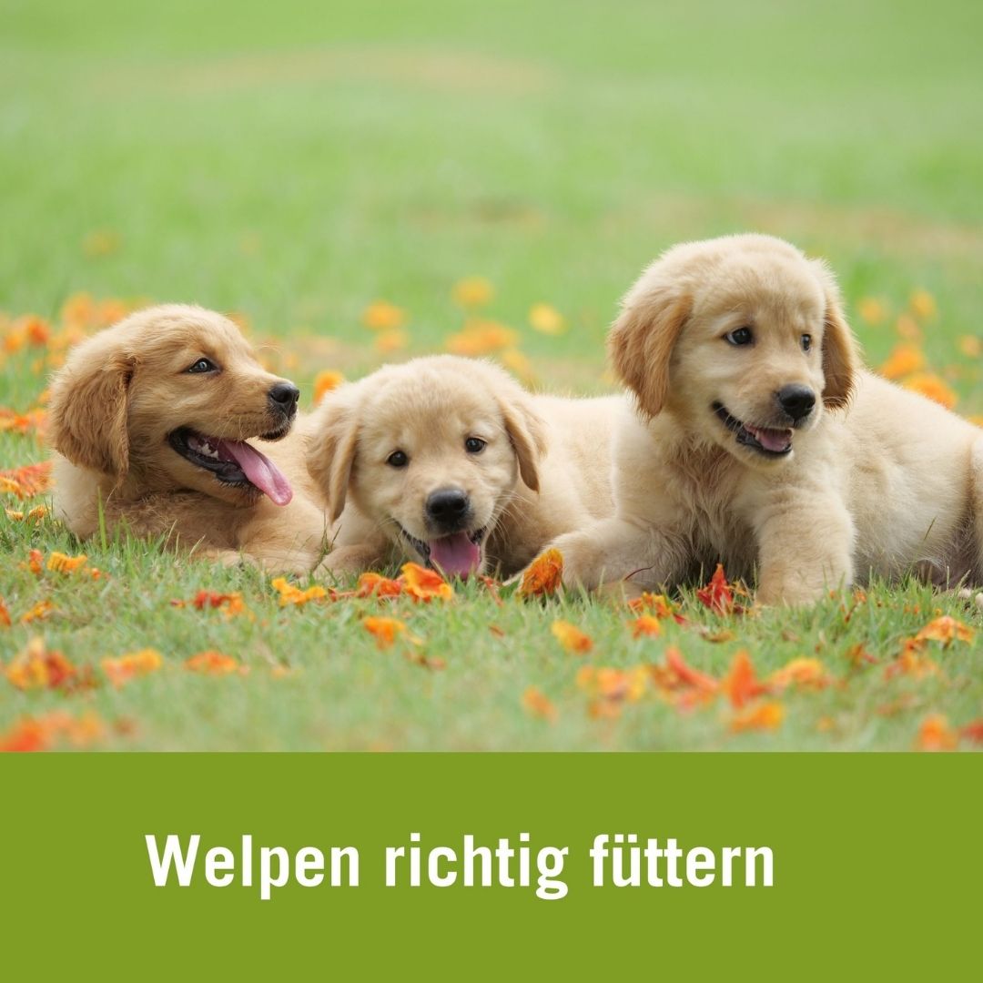 Welpen richtig füttern | drei Welpen auf Wiese
