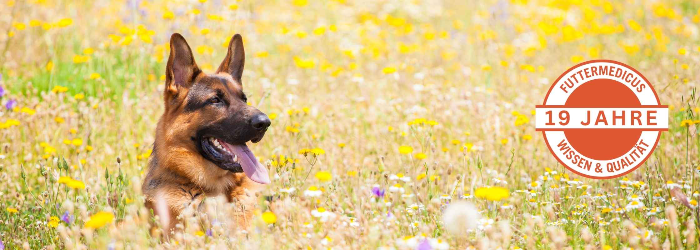 Banner Barfen 19 Jahre Futtermedicus Wissen & Qualität | Schäferhund in Blumenfeld