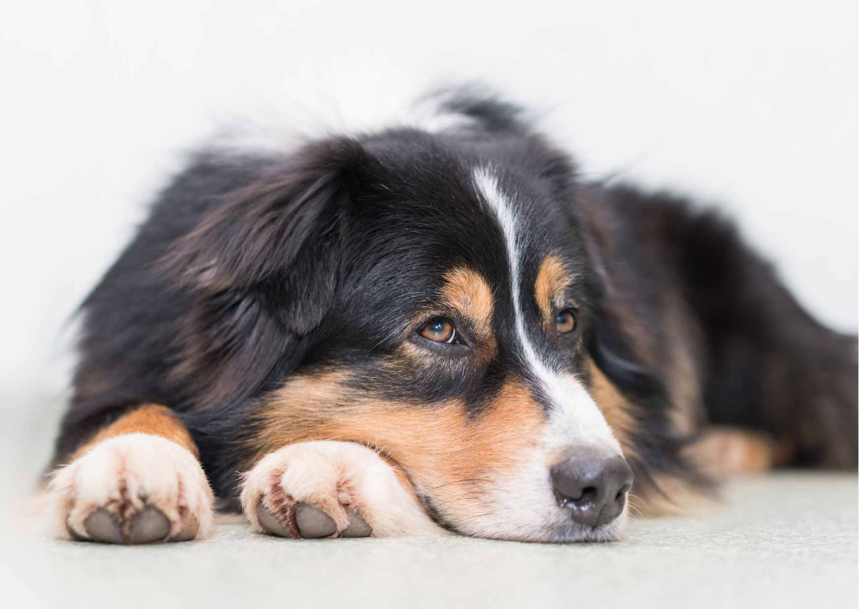 liegender Hund