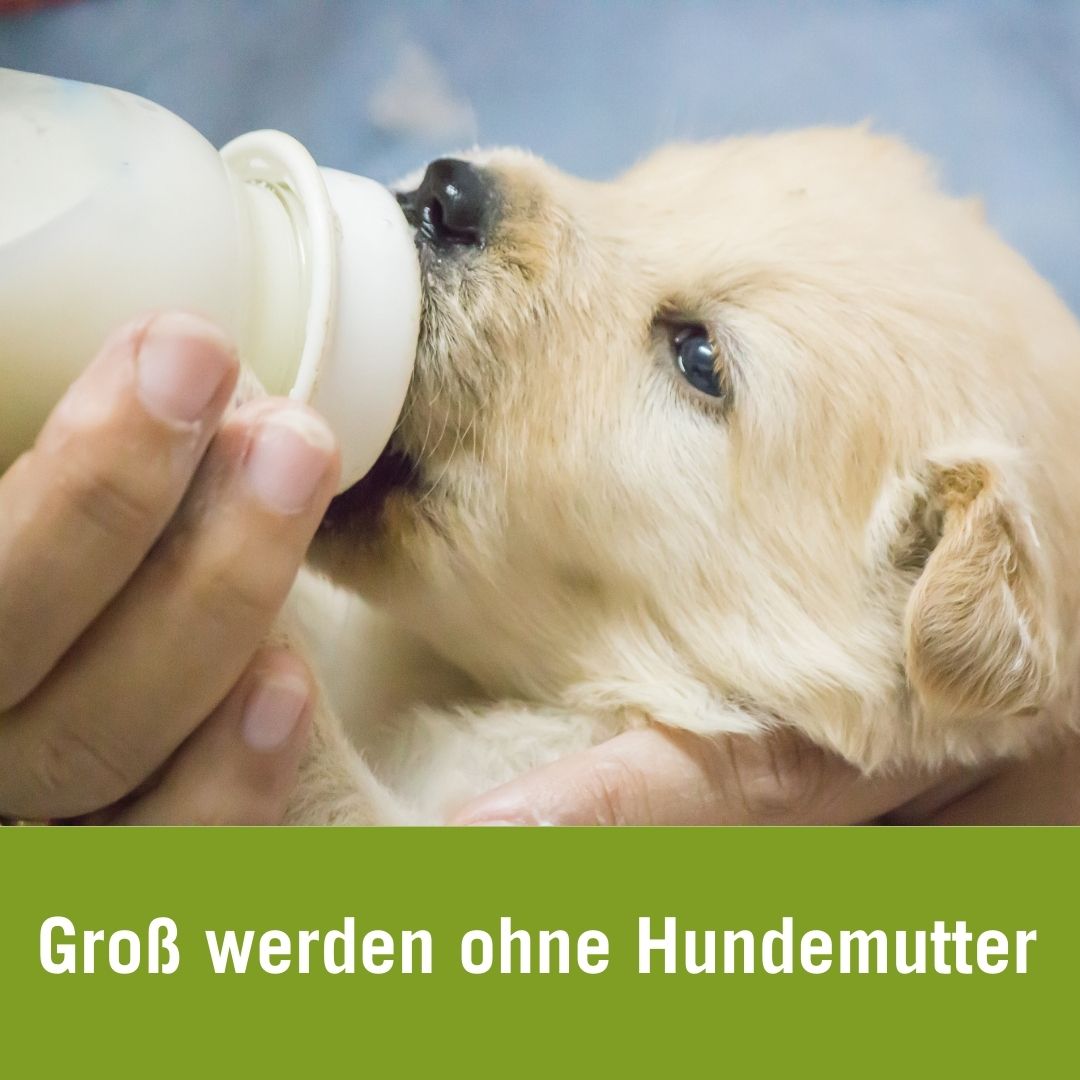 Mutterlose Welpenaufzucht | Welpe mit Flasche gefüttert