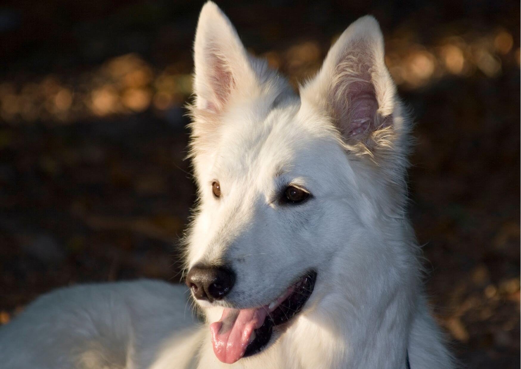 Wissen Darm |weißer Schäferhund