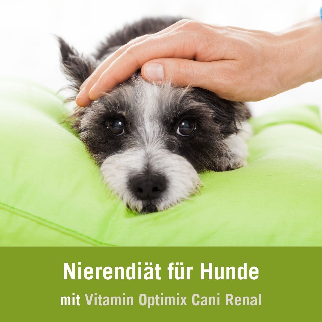 Nierendiät für Hunde mit Vitamin Optimix Cani Renal | Hund wird gestreichelt
