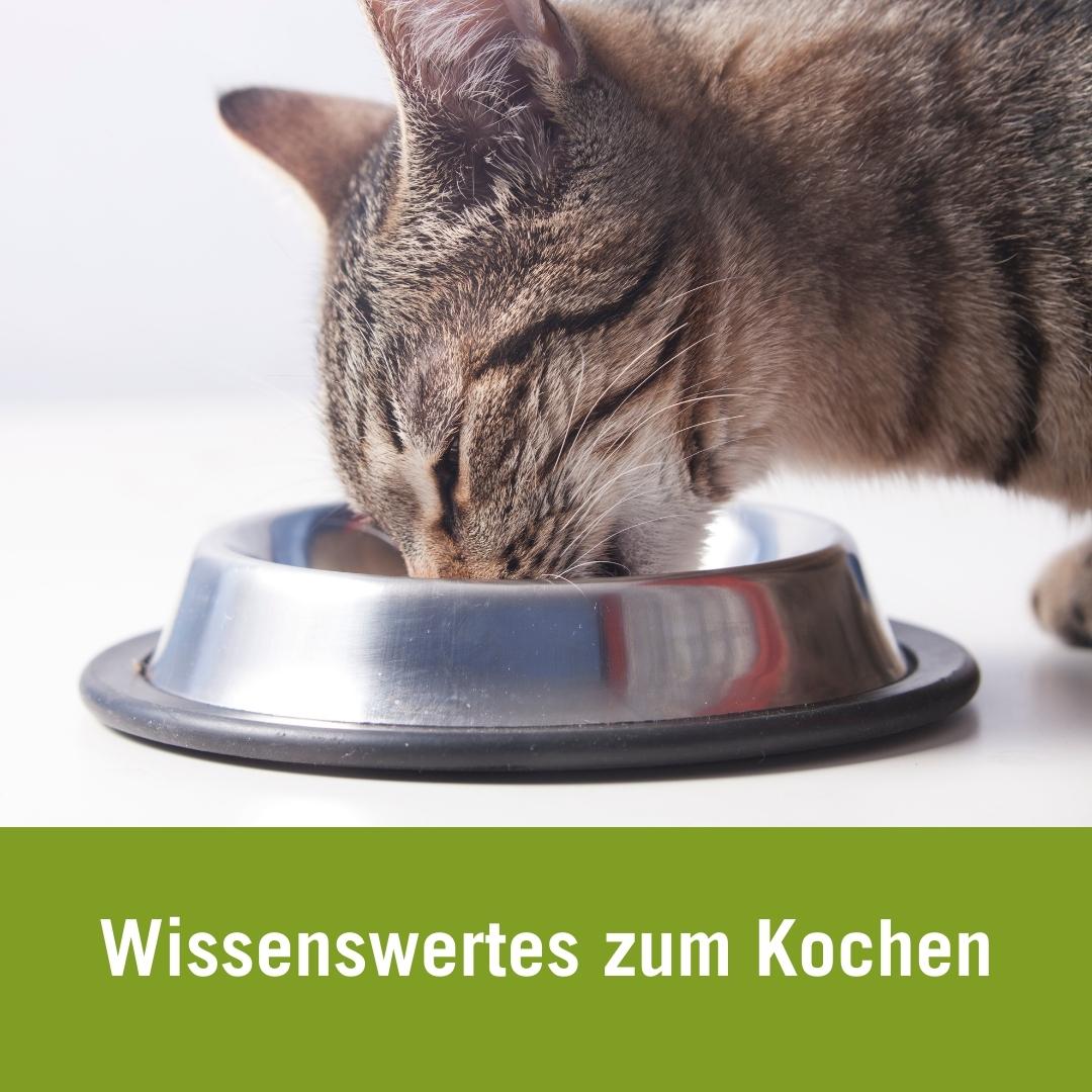 Katzenfutter selber kochen| graugetigerte Katze mit Napf 