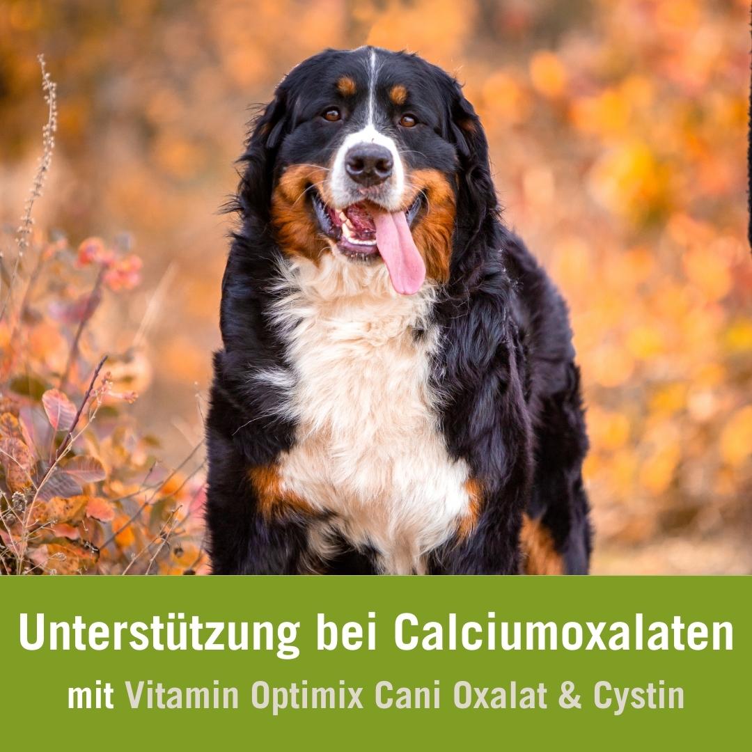 Hunde füttern bei Calciumoxalaten mit Vitamin Optimix Cani Oxalat & Cystin | Hund im Herbst