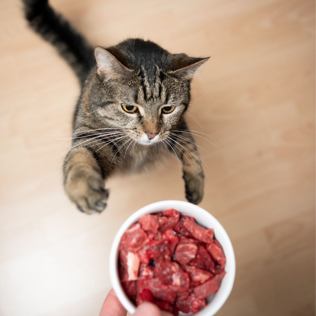 Katzen richtig barfen | Katze greift nach Napf mit Fleisch