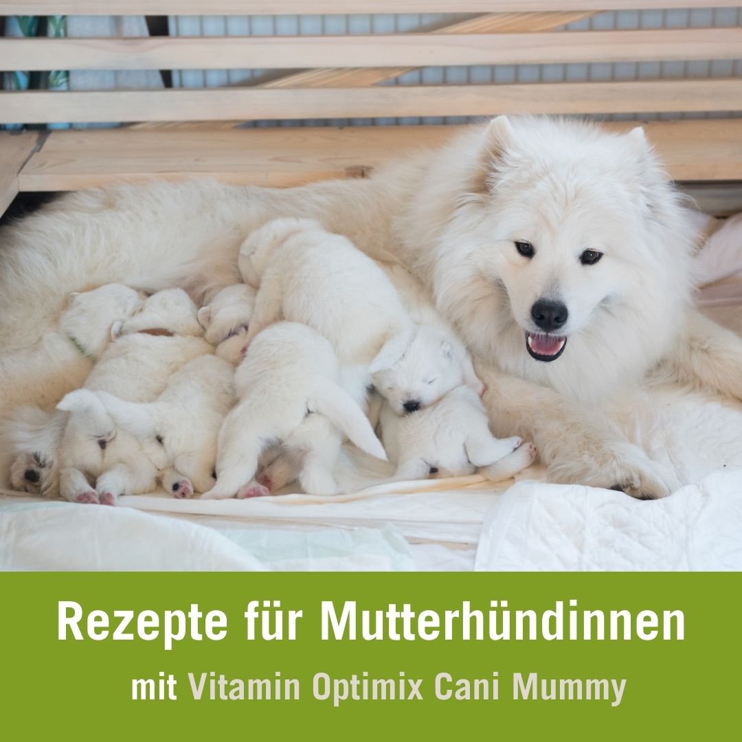 Rezepte für säugende Hündinnen mit Vitamin Optimix Mummy