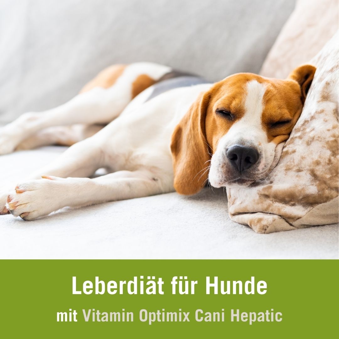 Leberdiät für Hunde | Vitamin Optimix Hepatic | schlafender Beagle