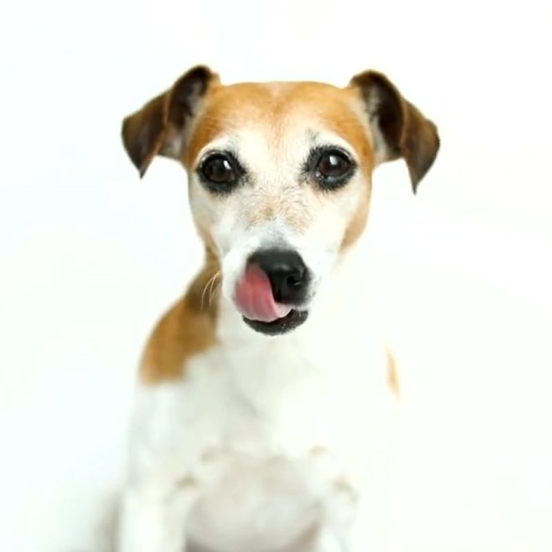 Wissen Magen: Hund schleckt Nase