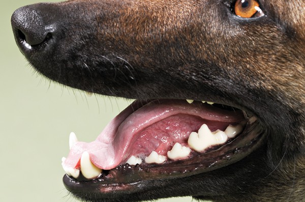 Zahnpflege-Hund_036358_web