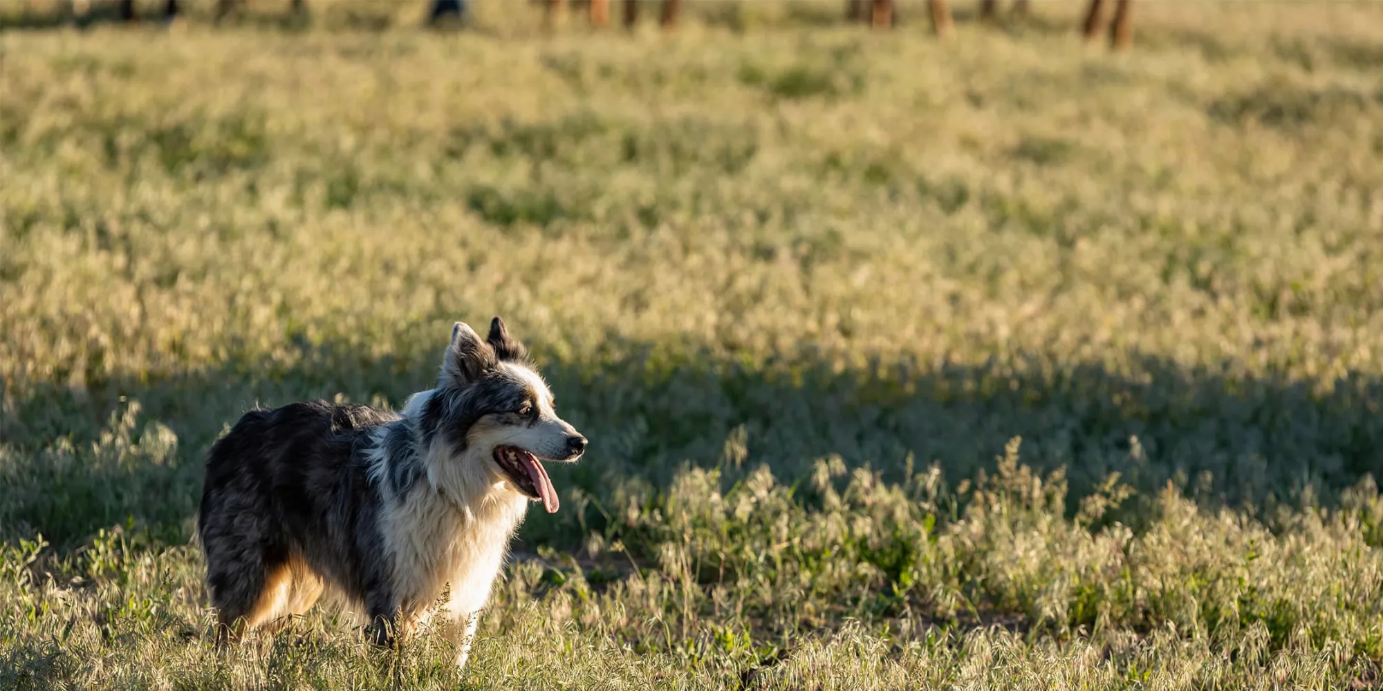 Futtermedicus I Hier wird gerade für Euch gearbeitet | stehender Border Collie auf Wiese