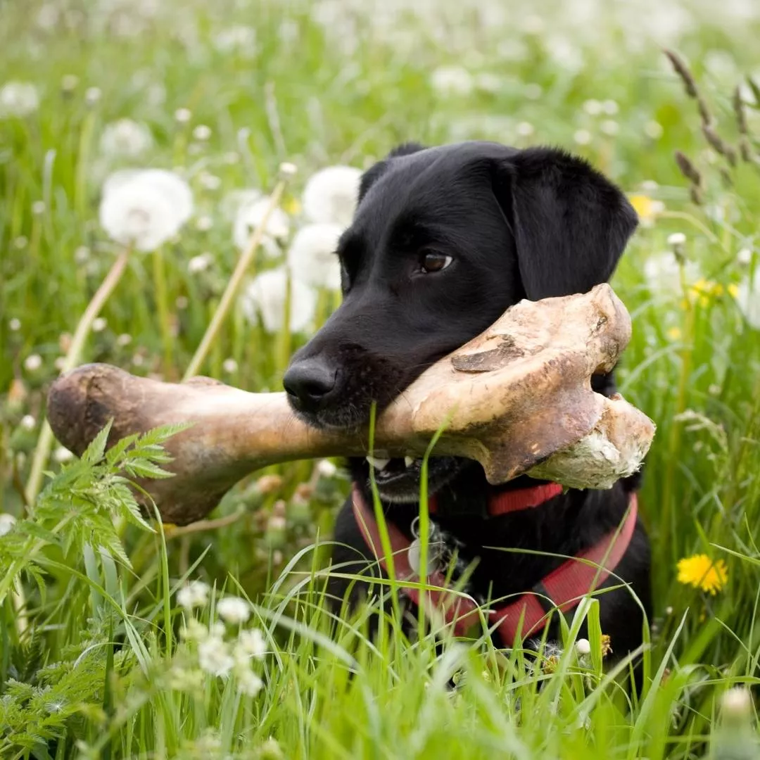 Futtermittelkunde | Welche Knochen für Hunde | schwarzer Hund mit großem Knochen in Wiese